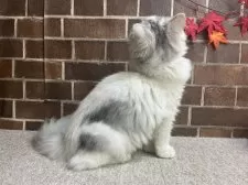 ミヌエット(長足)【東京都・女の子・2025年7月3日・シルバー&ホワイト】の写真14