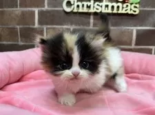 ミヌエット(短足)【東京都・女の子・2025年11月5日・キャリコ】の写真14