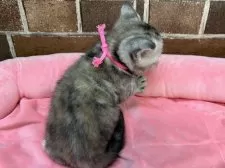 アメリカンショートヘア【東京都・女の子・2026年1月19日・シルバーパッチドタビー】の写真14