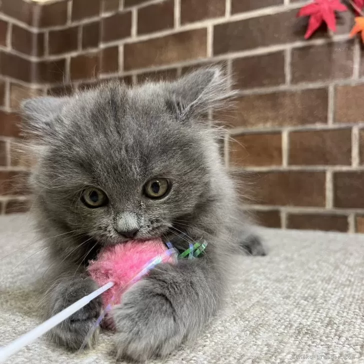 マンチカン(長足)【東京都・女の子・2025年8月9日・ブルー】の写真1