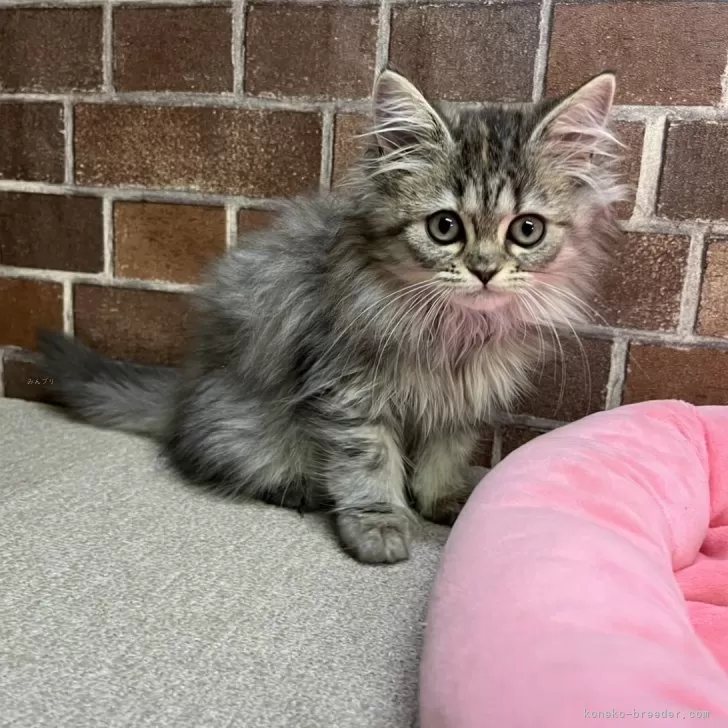 ミヌエット(長足)【東京都・女の子・2025年6月17日・ブラウンパッチドタビー】の写真1