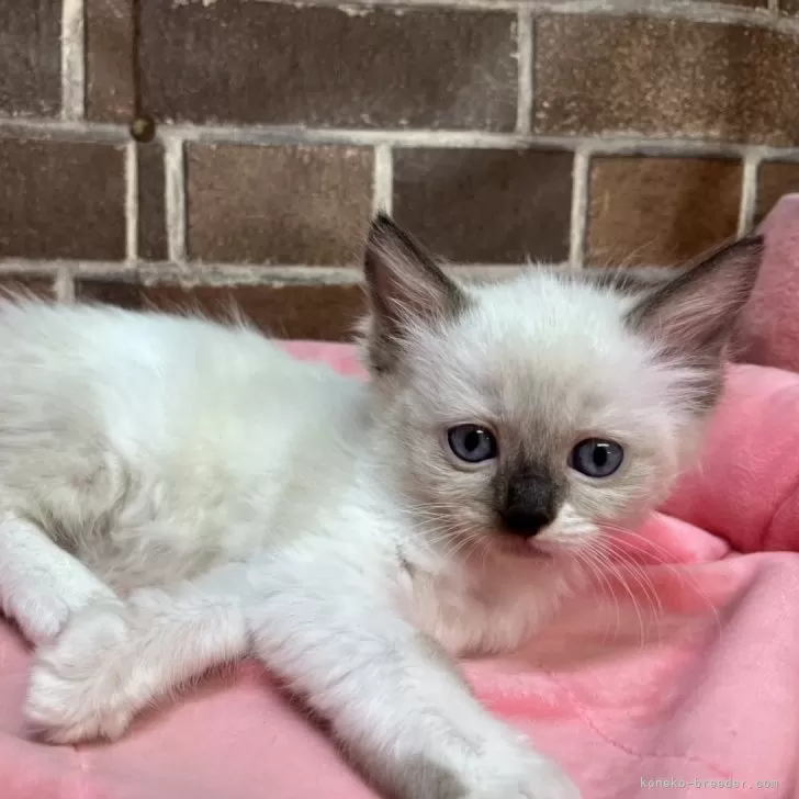 ID:2508-01035の子猫