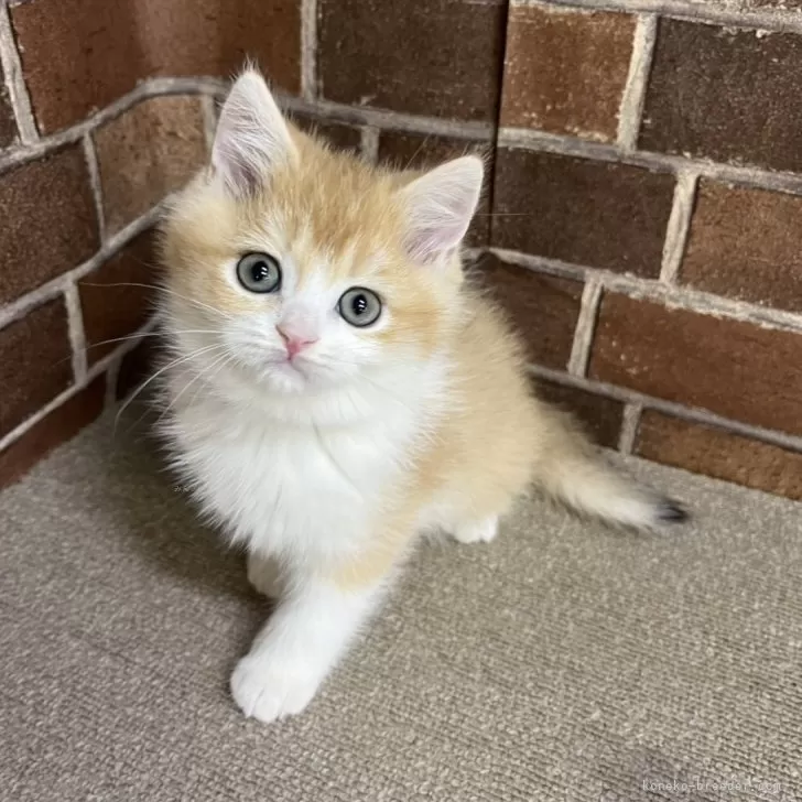 ID：2501-02562の子猫