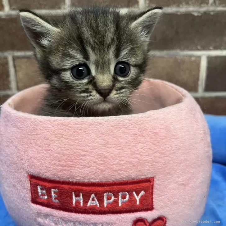 ID：2508-03173の子猫