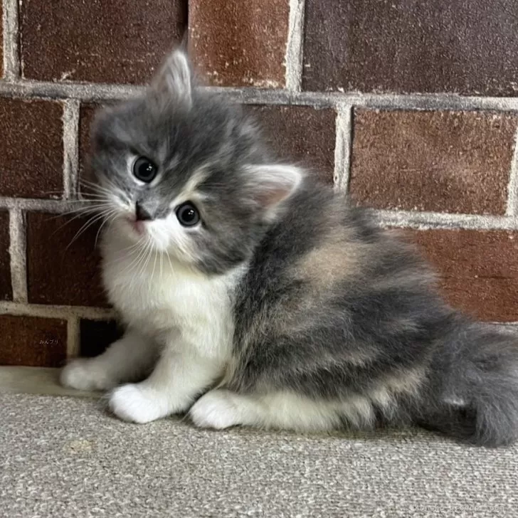 ID：2503-00337の子猫