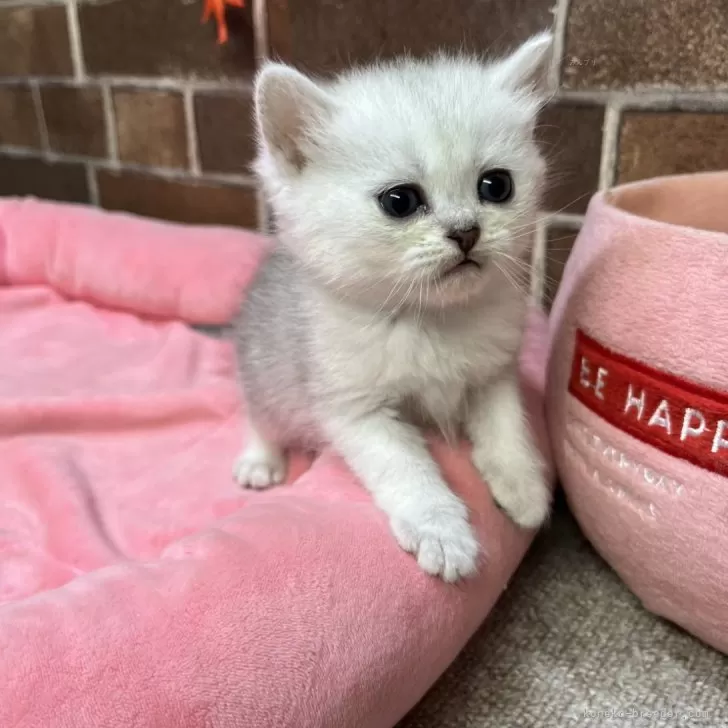 ミヌエット(長足)【東京都・女の子・2025年9月23日・シルバータビー】の写真1