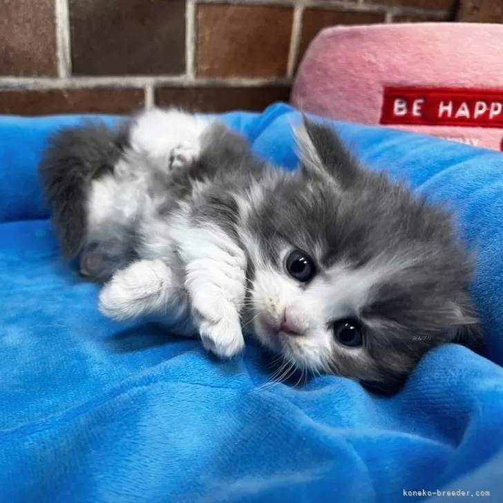 ID：2503-01858の子猫