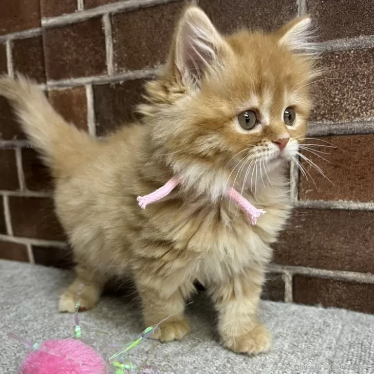 スコティッシュフォールド(立ち耳)【東京都・女の子・2025年9月25日・レッドタビー】の写真1