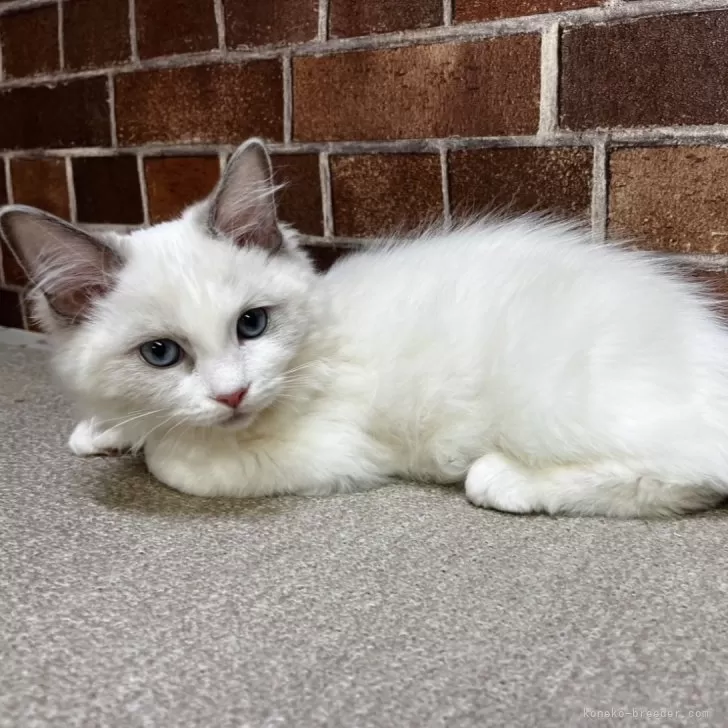ID：2502-00328の子猫