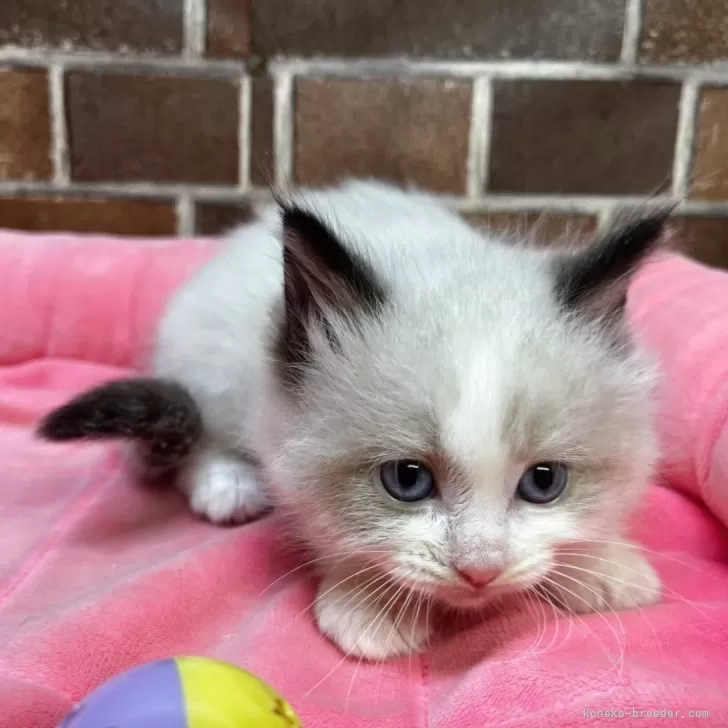 ID：2412-01873の子猫