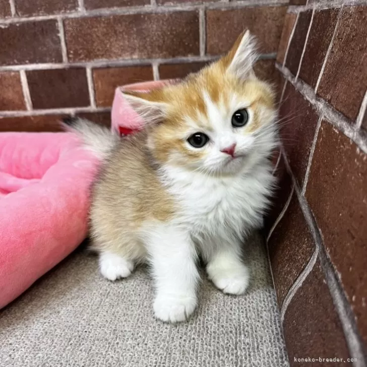 ID：2501-02558の子猫