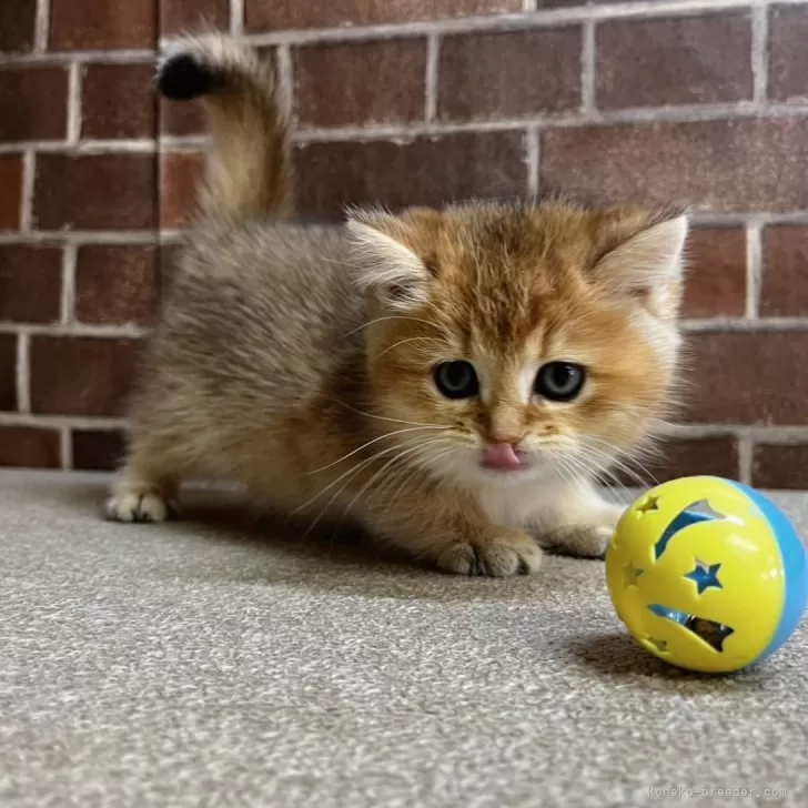 ID：2501-00655の子猫