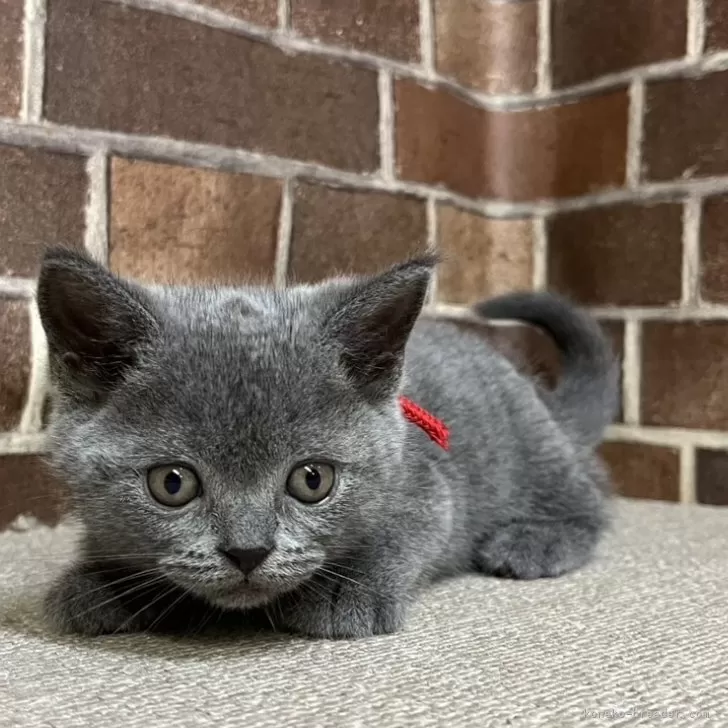 ID：2508-01954の子猫