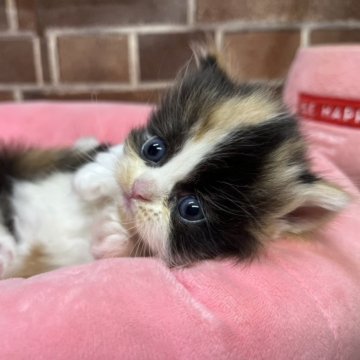 ミヌエット(短足)【東京都・女の子・2025年11月5日・キャリコ（ミディアム）】の写真「短足の顔も可愛い女の子(長女)✨️」