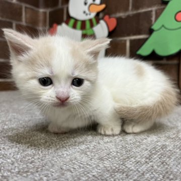 マンチカン(短足)【東京都・女の子・2025年10月24日・クリーム&ホワイト（ショート）】の写真「短足の色の可愛い女の子(長女)✨️」