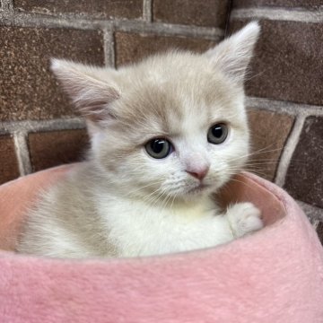 マンチカン(短足)【東京都・女の子・2025年9月24日・クリーム&ホワイト（ショート）】の写真「短足の色の可愛い女の子です(次女)✨️」