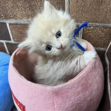 マンチカン(短足)【東京都・男の子・2025年10月24日・クリーム（ミディアム）】の写真「短足の色の可愛い男の子(三男)✨️」