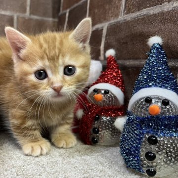 マンチカン(短足)【東京都・女の子・2025年11月4日・レッドタビー（短毛）】の写真「短足の顔も可愛い女の子です✨️」