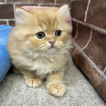 スコティッシュフォールド(立ち耳)【東京都・男の子・2025年11月24日・レッドタビー（ミディアム）】の写真「耳立ちの色も顔も可愛い男の子です(次男)✨️」