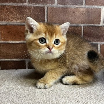 ブリティッシュショートヘア【東京都・男の子・2024年11月30日・ゴールデン】の写真「可愛いカラーの男の子(長男)です✨️」