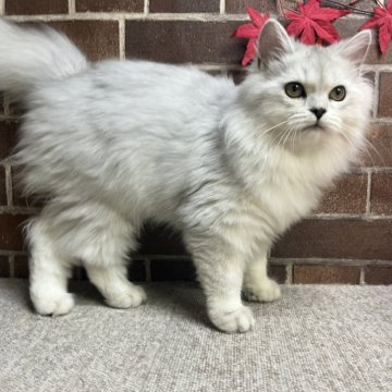 ミヌエット(長足)【東京都・女の子・2025年6月2日・シルバータビー（ミディアム）】の写真「顔も可愛い女の子です✨️」