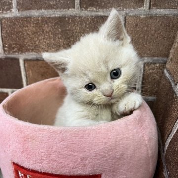 マンチカン(長足)【東京都・女の子・2025年9月24日・クリーム（ショート）】の写真「色の可愛い女の子です(長女)✨️」