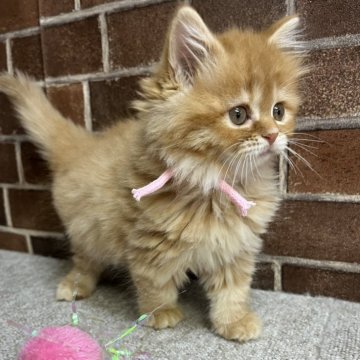 スコティッシュフォールド(立ち耳)【東京都・女の子・2025年9月25日・レッドタビー（ショート）】の写真「耳立ちの可愛い女の子です(次女)✨️」