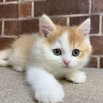 ブリティッシュショートヘア【東京都・男の子・2024年12月19日・ゴールデン&ホワイト】の写真「可愛いカラーの男の子(次男)です✨️」