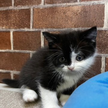 ブリティッシュショートヘア【東京都・男の子・2025年2月4日・ブラック&ホワイト（短毛）】の写真「ブラック&ホワイトの可愛い男の子です✨️」