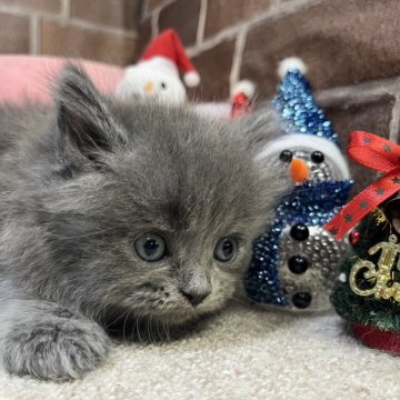 マンチカン(長足)【東京都・男の子・2025年10月24日・ブルー（ミディアム）】の写真「色の可愛い男の子(五男)✨️」