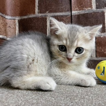 ブリティッシュショートヘア【東京都・男の子・2024年11月30日・ライラック】の写真「可愛いカラーの男の子(二男)です✨️」