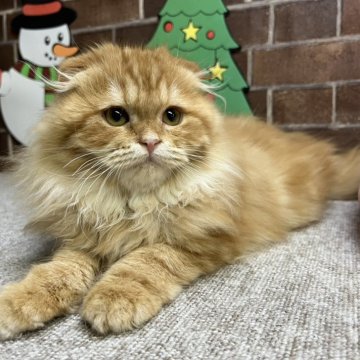 スコティッシュフォールド(折れ耳)【東京都・女の子・2025年7月1日・レッドタビー（ショート）】の写真「耳折れの可愛い女の子です✨️」