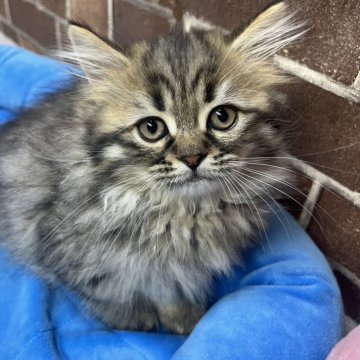 ミヌエット(長足)【東京都・男の子・2025年8月28日・ブラウンタビー（ミディアム）】の写真「顔の可愛い男の子(次男)です✨️」