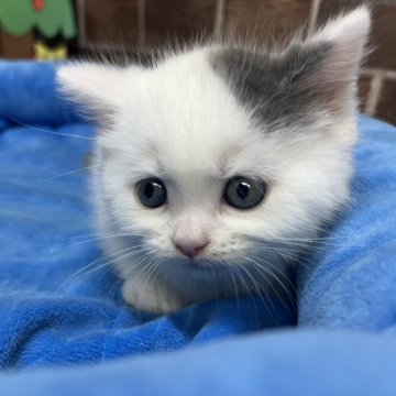 マンチカン(短足)【東京都・男の子・2025年10月24日・ブルー&ホワイト（ショート）】の写真「短足の色の可愛い男の子(長男)✨️」