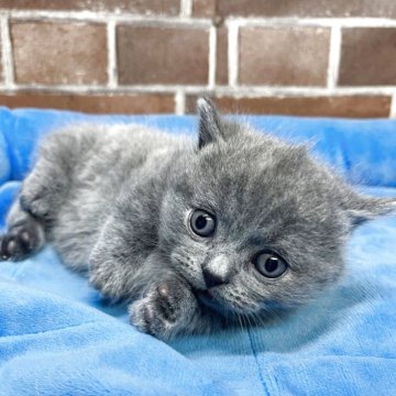 マンチカン(短足)【東京都・男の子・2025年3月28日・ブルー（短毛）】の写真「短足短毛の可愛い男の子(次男)✨️」
