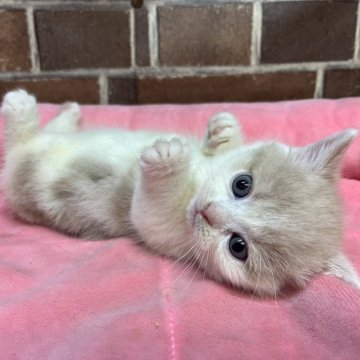 マンチカン(短足)【東京都・女の子・2025年9月24日・クリーム&ホワイト（ショート）】の写真「短足の色の可愛い女の子です(次女)✨️」