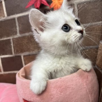 ミヌエット(短足)【東京都・女の子・2025年9月23日・シルバータビー（ショート）】の写真「短足の顔も可愛い女の子です(長女)✨️」