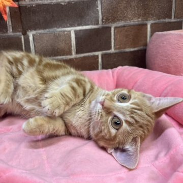 マンチカン(短足)【東京都・女の子・2025年8月22日・レッドタビー（ショート）】の写真「甘えん坊な性格で短足の可愛い女の子✨️」