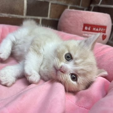 マンチカン(長足)【東京都・女の子・2025年12月15日・クリーム&ホワイト（短毛）】の写真「色も顔も可愛い女の子(四女)です✨️」