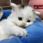 スコティッシュフォールド(立ち耳)