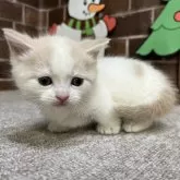 マンチカン(短足)