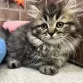 ミヌエット(短足)