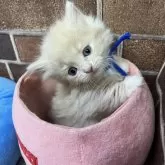 マンチカン(短足)