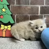 マンチカン(短足)