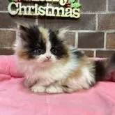 ミヌエット(短足)