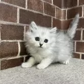 ミヌエット(長足)