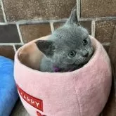 ブリティッシュショートヘア