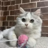 ミヌエット(長足)【東京都・女の子・2025年7月3日・シルバー&ホワイト】の写真1