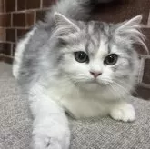 ミヌエット(長足)