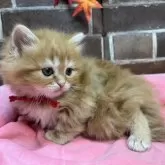 スコティッシュフォールド(立ち耳)